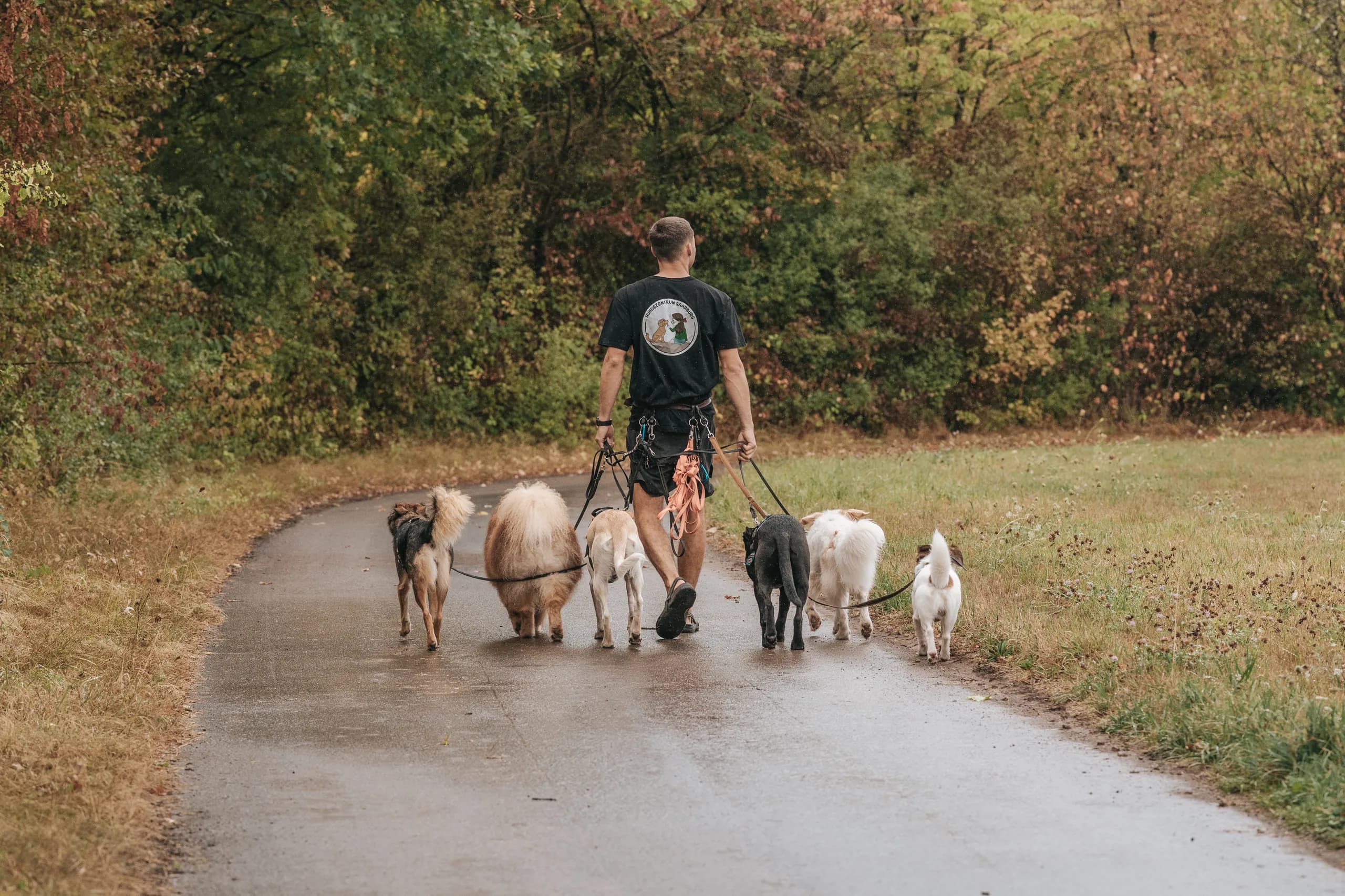 Betreuer wandert mit einem Rudel angeleinter Hunde einen Feldweg entlang