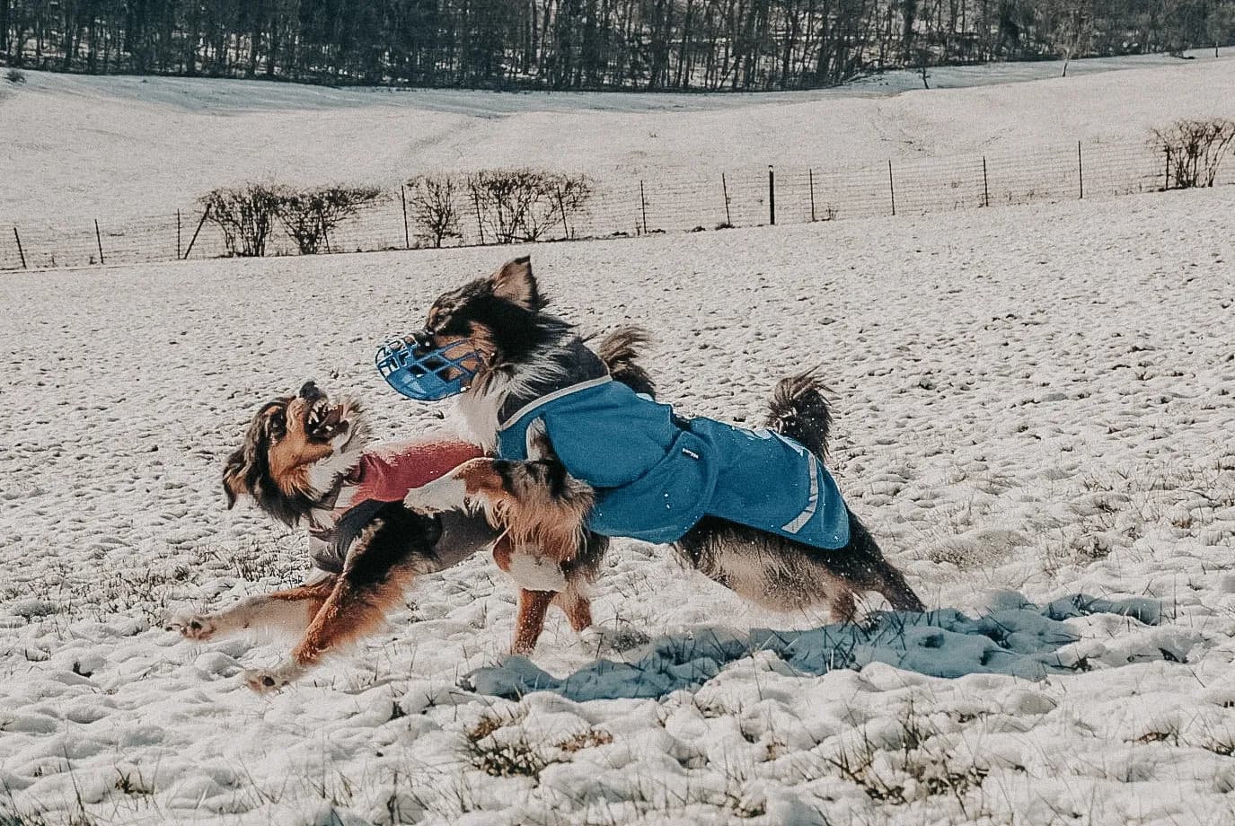 Zwei Hunde spielen im Schnee, einer von ihnen trägt einen Maulkorb