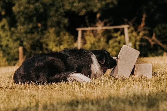 Border Collie liegt in der Wiese und zeigt ein gefundenes Zielobjekt an
