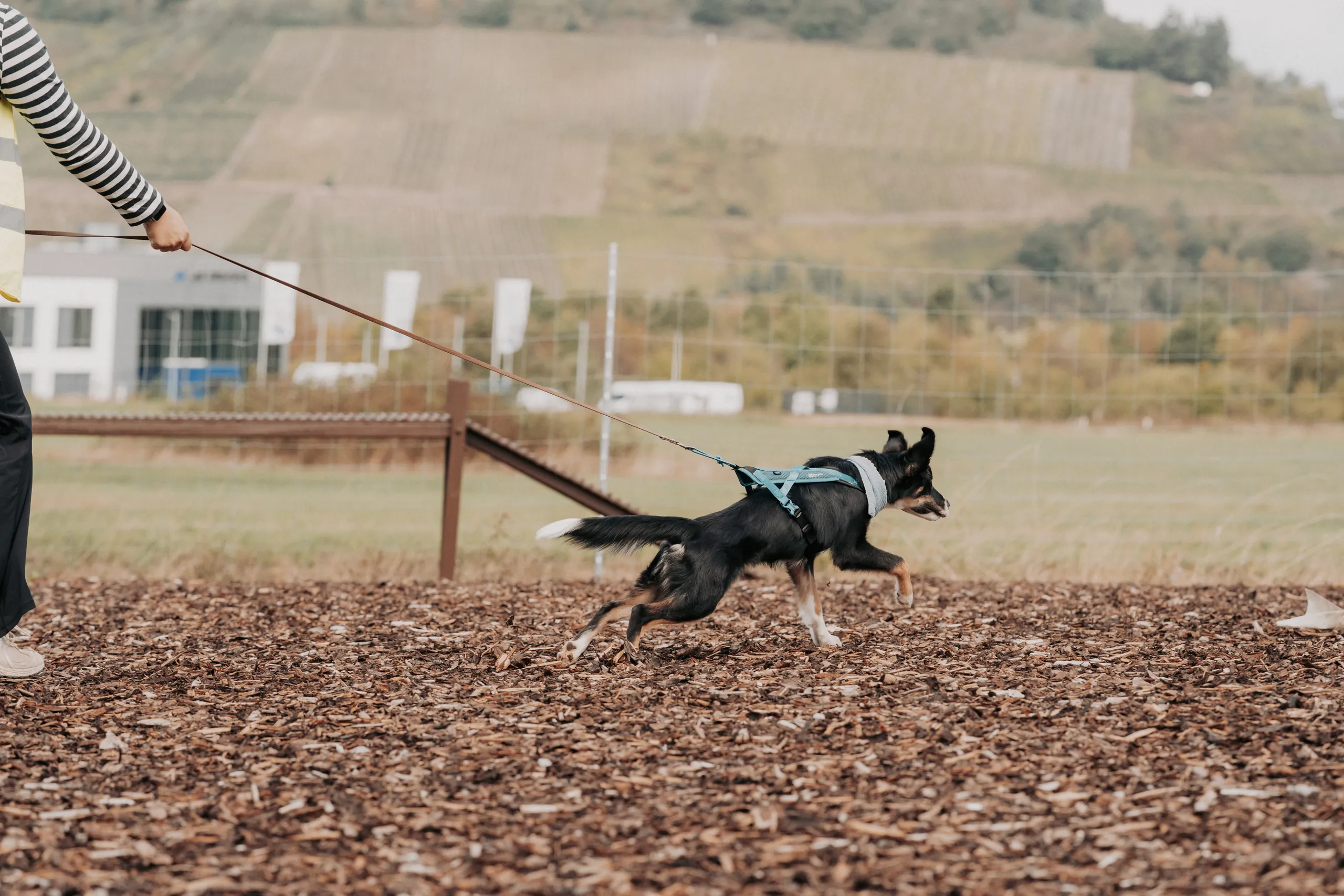 Hund sucht an der Schleppleine eine Fährte beim Mantrailing