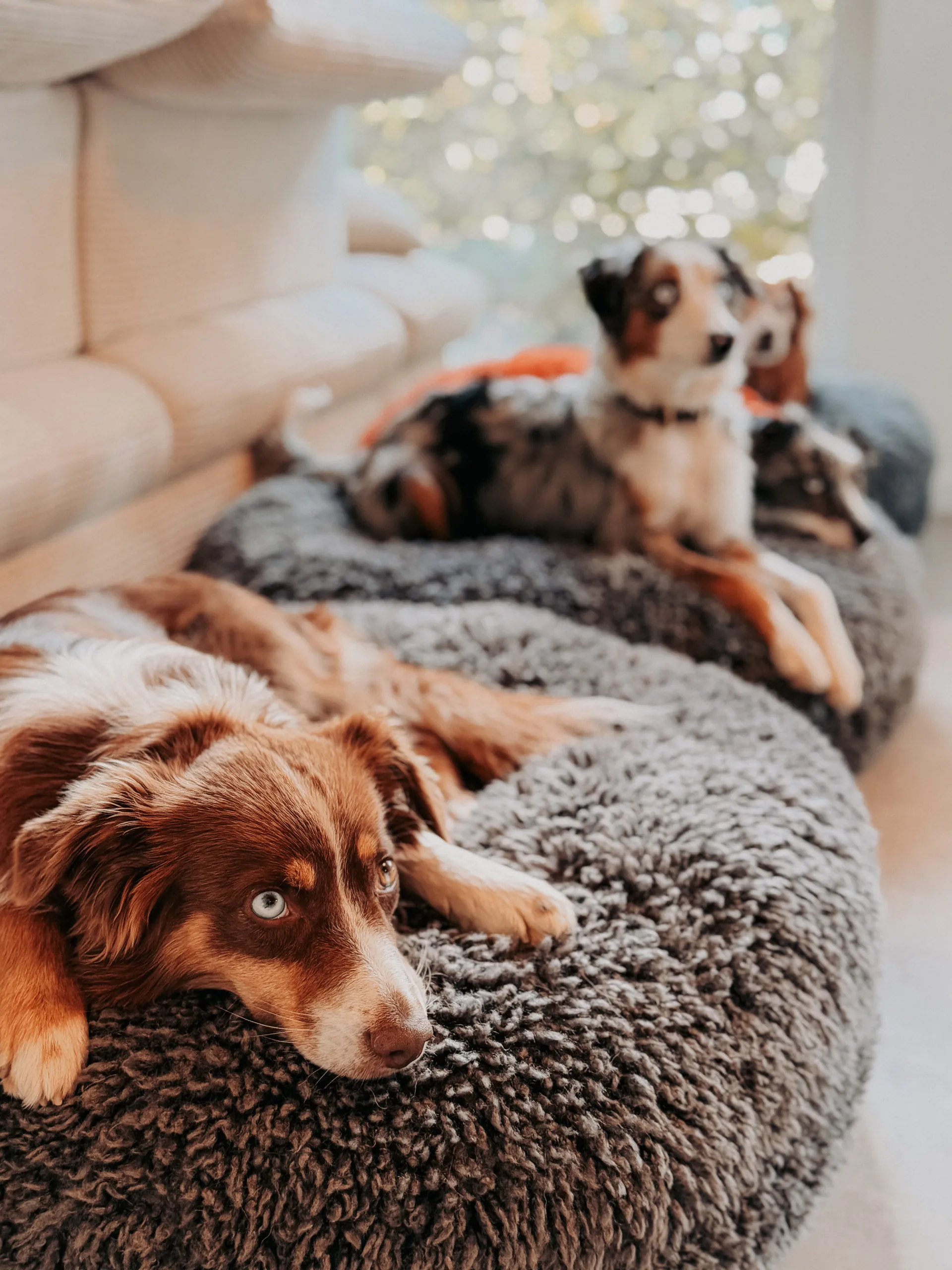 Hund liegt mit dem Kopf auf einem flauschigen Hundebett im Wohnzimmer