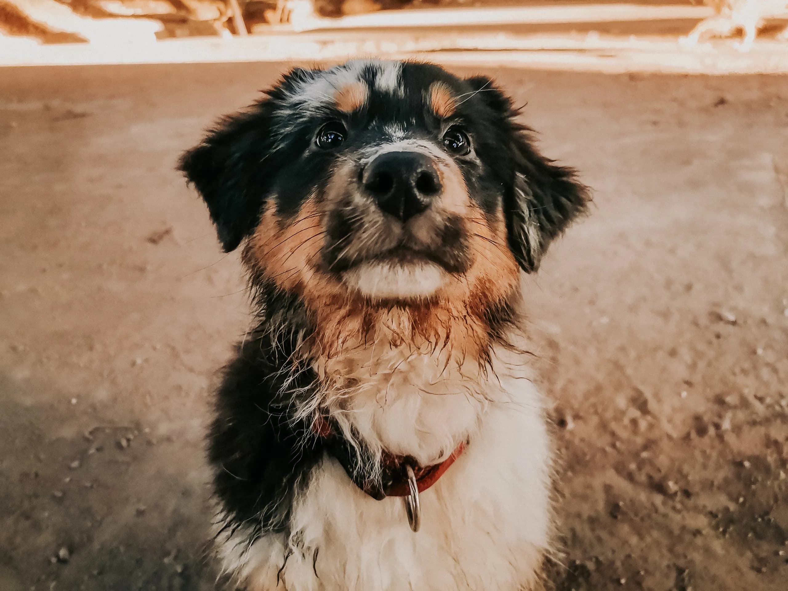 Junger Hund schaut aufmerksam von unten in die Kamera