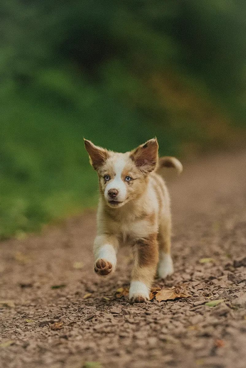 Heller Merle-Welpe rennt über einen Waldweg